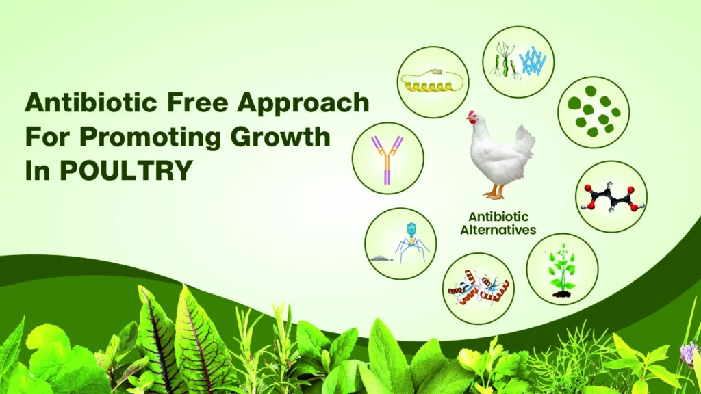 Antibiotic- Free Approach for Promoting Growth in Poultry