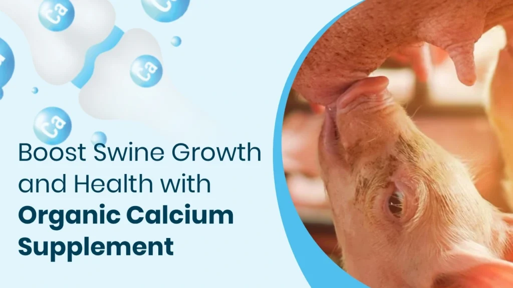 Boost Swine Growth and Health with Organic Calcium Supplement