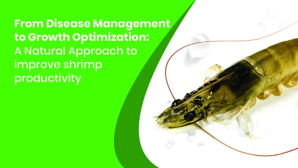 From Disease Management to Growth Optimization: A Natural Approach to Improve Shrimp Productivity