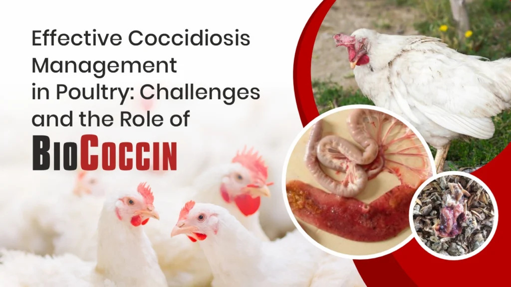 Effective Coccidiosis Management in Poultry: Challenges and the Role of BIOCOCCIN