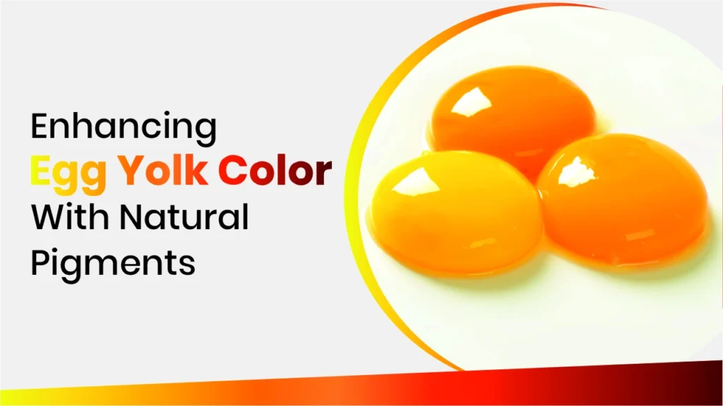 Enhancing Egg Yolk Color with Natural Pigments