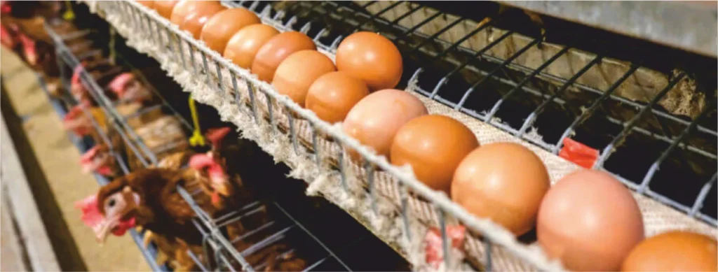 Vitamin D3, Alpha Vitamin for Poultry in its Most Active Form