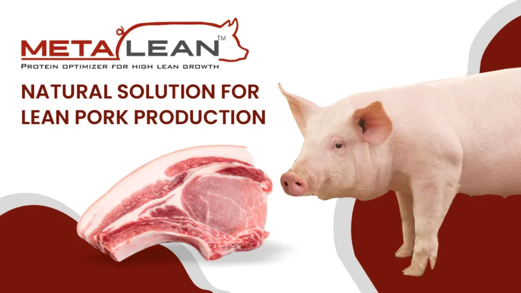 NATURAL SOLUTION FOR LEAN PORK PRODUCTION