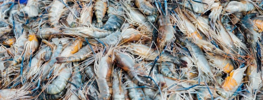 EHP and White Feces Management in Shrimp Farming