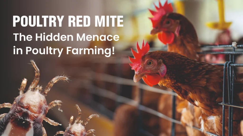 Poultry Red Mite: The Hidden Menace in Poultry Farming!