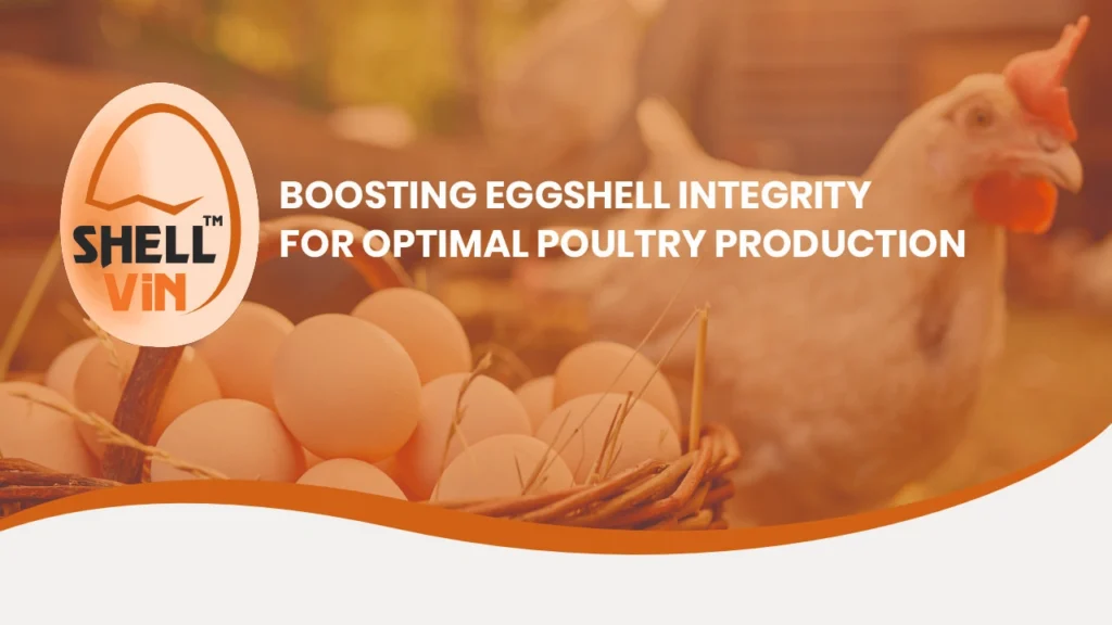 SHELLVIN: BOOSTING EGGSHELL INTEGRITY FOR OPTIMAL POULTRY PRODUCTION