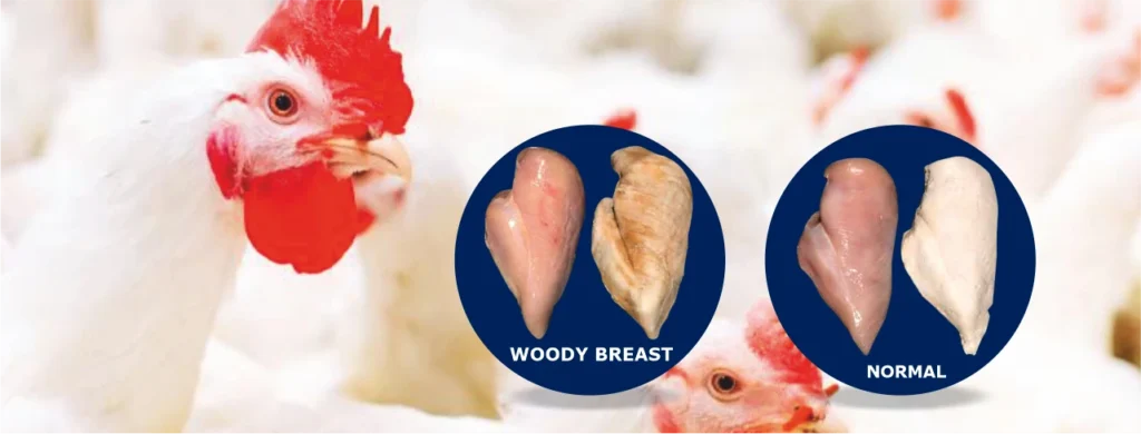 Woody breast myopathy and white striping – undesirable textural changes in chicken in the modern poultry industry