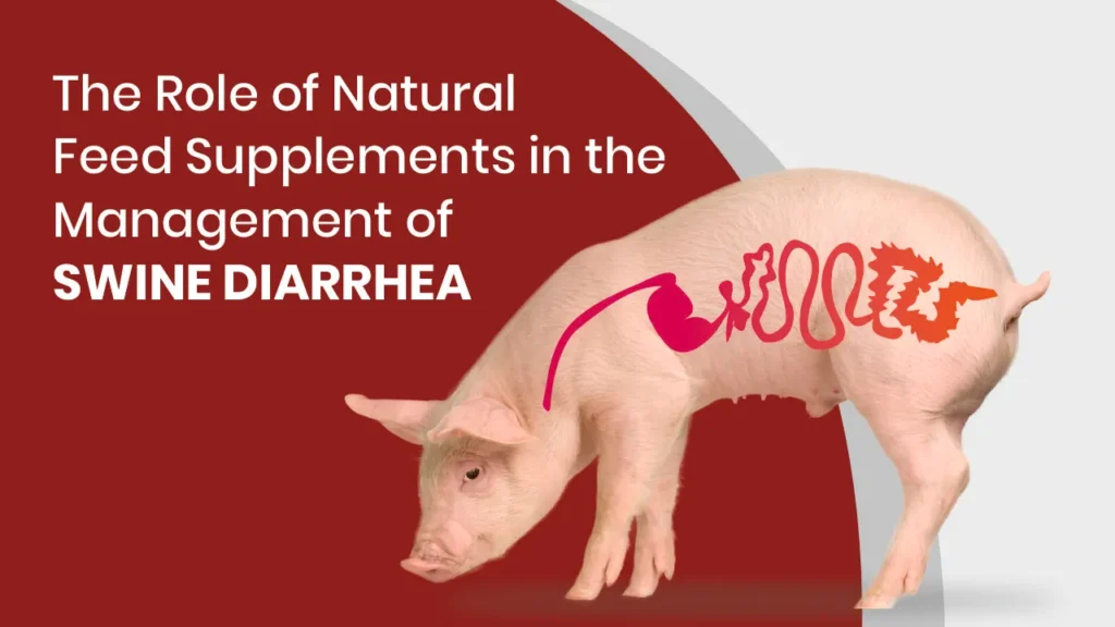 The Role of Natural Feed Supplements in the Management of Swine Diarrhea