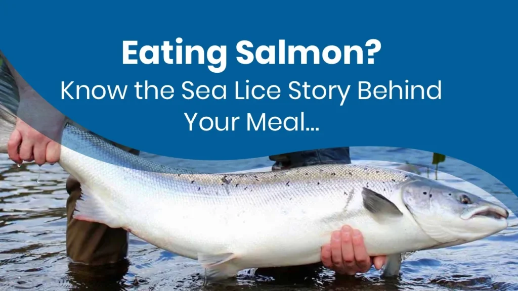 Eating Salmon? Know the Sea Lice Story Behind Your Meal…