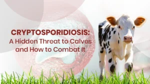 Cryptosporidiosis: A Hidden Threat to Calves and How to Combat It