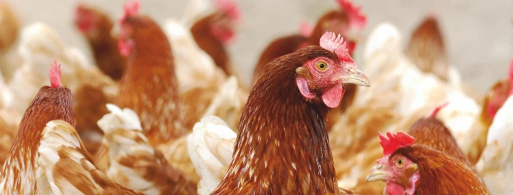Innovative approach towards trending issues in global poultry production – Part 2