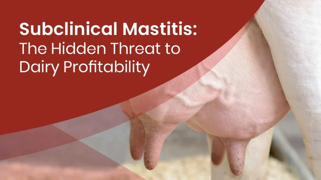 Subclinical Mastitis: The Hidden Threat to Dairy Profitability