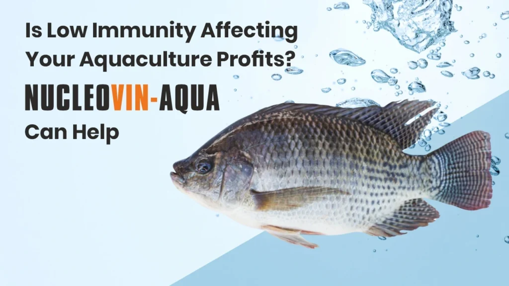 Is Low Immunity Affecting Your Aquaculture Profits? NUCLEOVIN Can Help