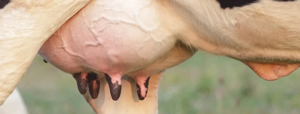 Herbal and Probiotic Supplements for Addressing Mastitis and Improving Udder Health in Dairy