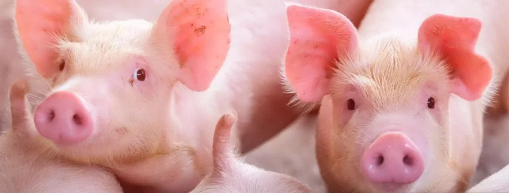 Encouraging lean pork production through promising herbal supplements