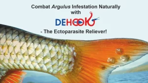 Combat Argulus Infestation Naturally with DEHOOK – The Ectoparasite Reliever!