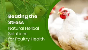 Beating the Stress: Natural Herbal Solution for Poultry Health