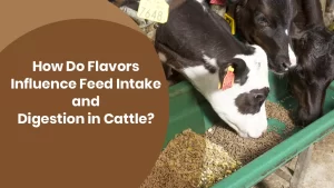 How Do Flavors Influence Feed Intake and Productivity in Cattle?