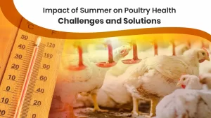 Impact of Summer Heat on Poultry Health: Challenges & Solutions