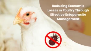Reducing Economic Losses in Poultry Through Effective Ectoparasite Management