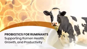 Probiotics for Ruminants: Supporting Rumen Health, Growth, and Sustainable Productivity