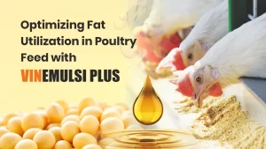 Optimizing Fat Utilization in Poultry Feed with VINEMULSI