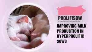 PROLIFISOW: Improving Milk Production in Hyper Prolific Sows
