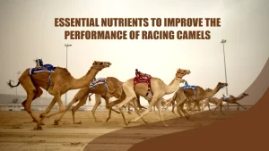 ESSENTIAL NUTRIENTS TO IMPROVE THE PERFORMANCE OF RACING CAMELS