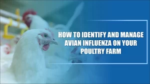 Avian Influenza in Poultry: What Every Farmer Needs to Know