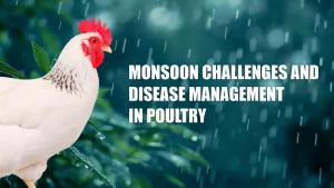 Monsoon Challenges and Disease Management in Poultry