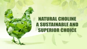 Natural Choline: A Sustainable and Superior Choice