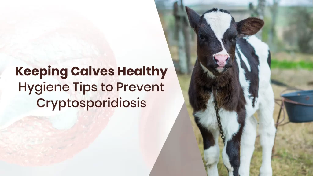 Keeping Calves Healthy: Hygiene Tips to Prevent Cryptosporidiosis