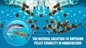 The Natural Solution to Superior Pellet Stability in Aquaculture
