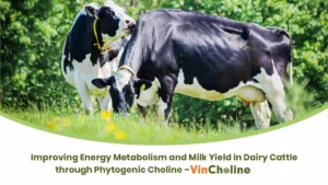 Improving Energy Metabolism and Milk Yield in Dairy Cattle through Phytogenic Choline – Vincholine