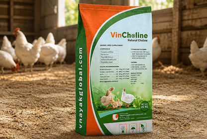 VINCHOLINE
