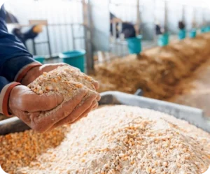 Poultry feed fortification