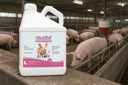SWINE