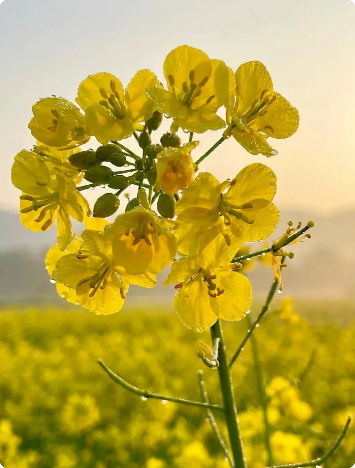 Canola Fat Powder