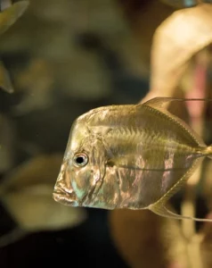 aquaculture
