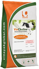 VINCHOLINE