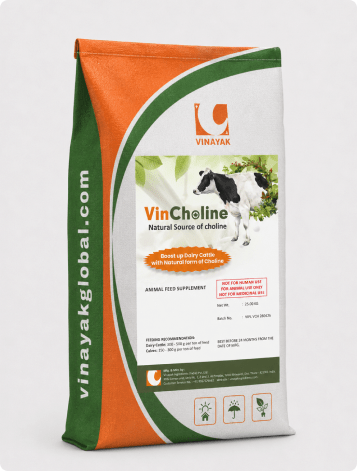 VINCHOLINE